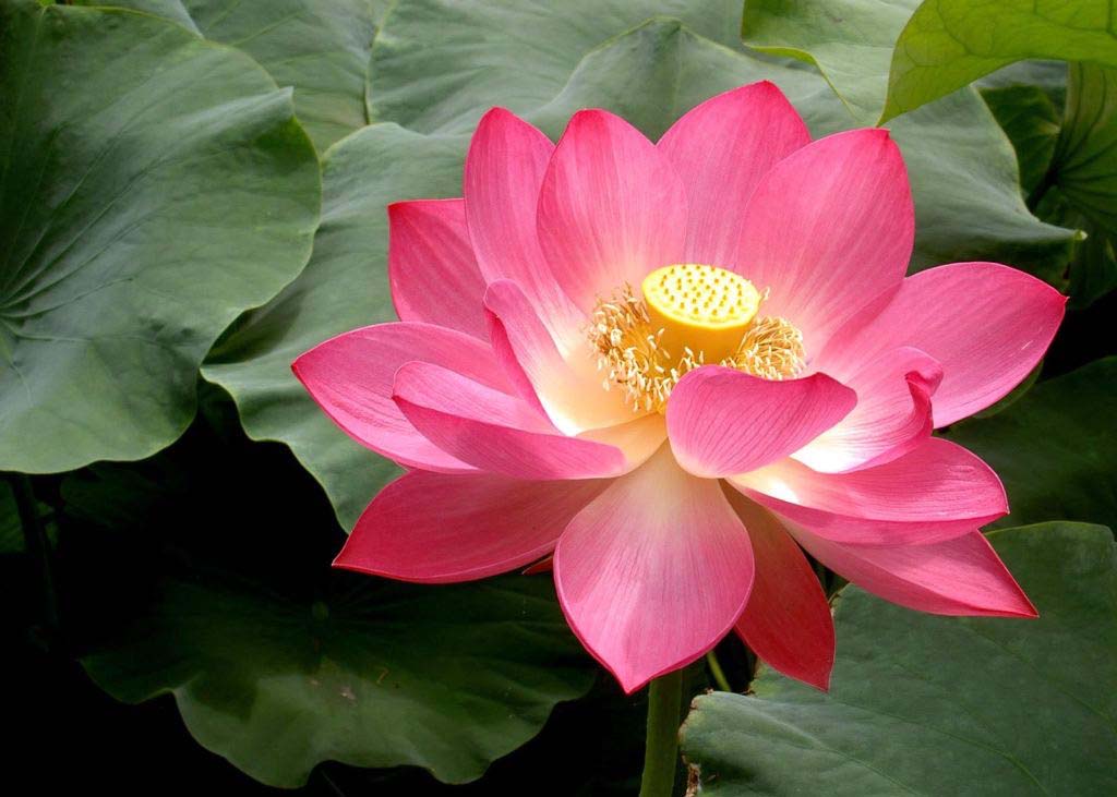 Image for article Woman Released by the Police After She Sets the Record Straight about Falun Gong